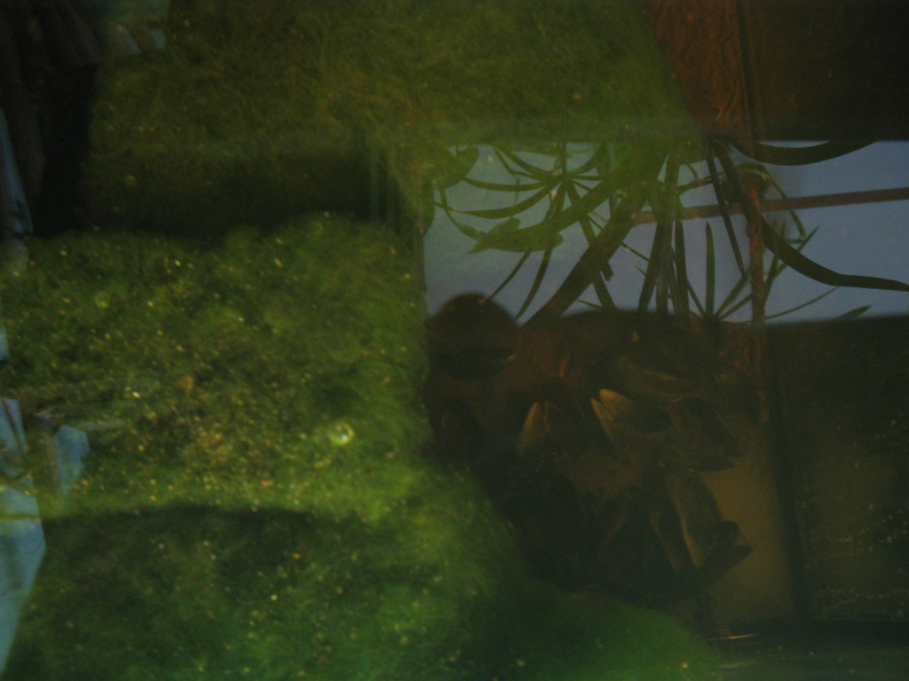 Filtermatten im Speicherbecken bei Ebbe